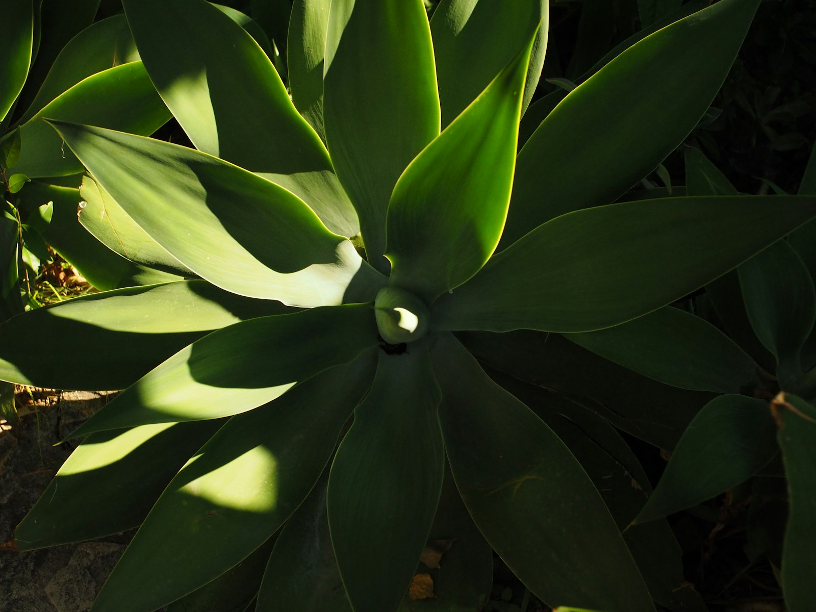 Backlit blue agave leaves catching late-afternoon Phoenix sun in a Peoria front bed.