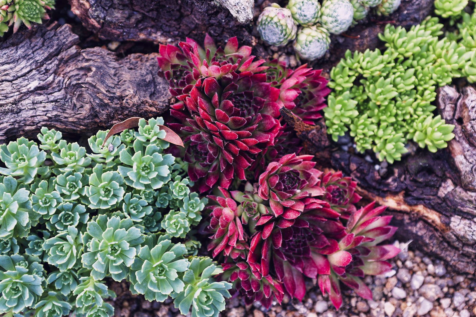 Front entry bed with mixed succulents and golden barrel cactus over fresh granite mulch.
