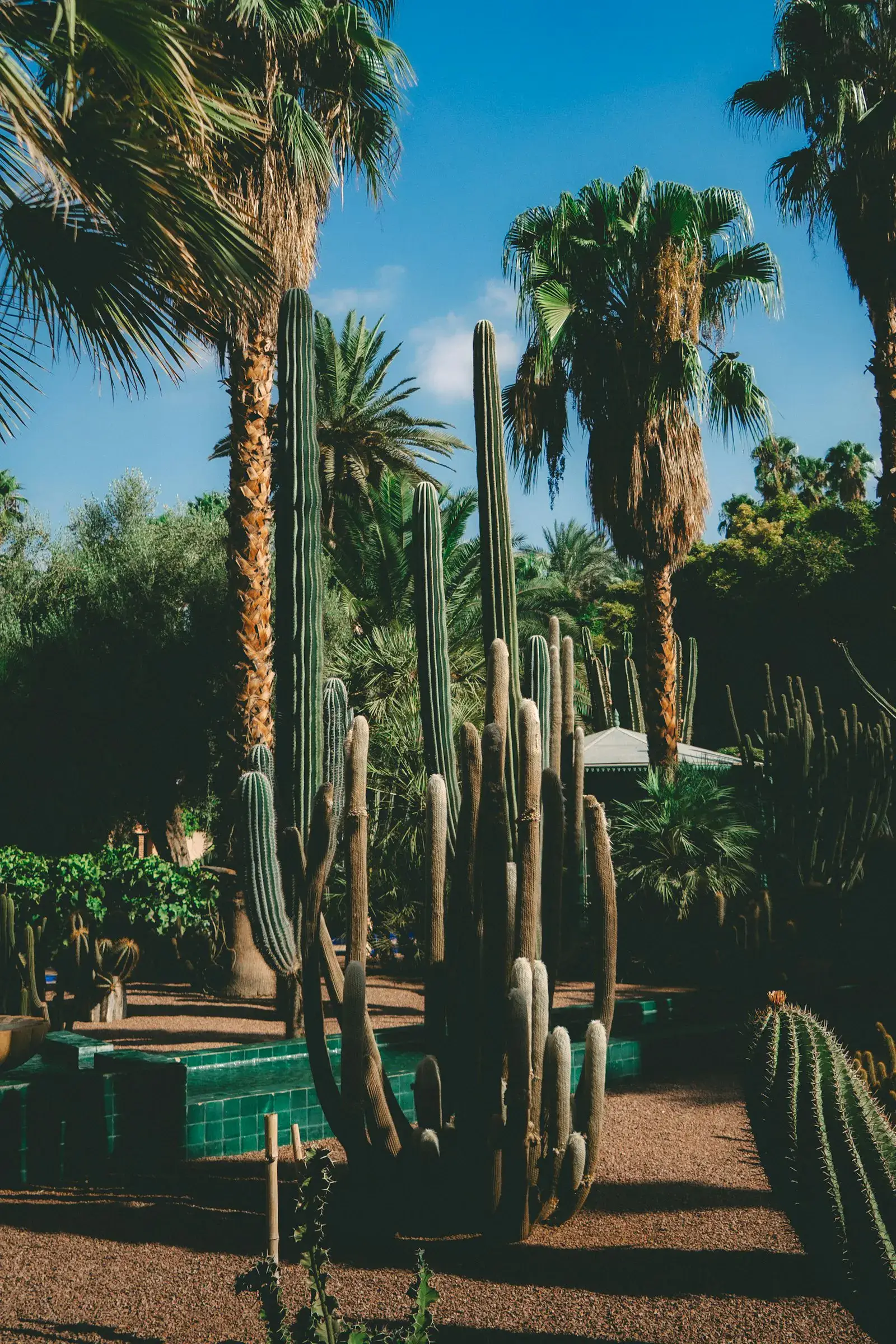 Tall cacti and palms in a low-water front-yard xeriscape under bright Phoenix sun.